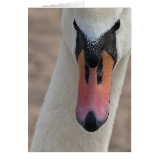 Cartão Cisne (Frente)