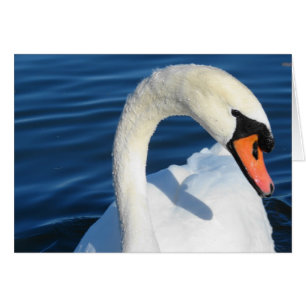 Cartão Cisne