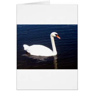 Cartão Cisne branco em águas calmas
