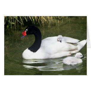 Cartão Cisne de pescoço preto adulto e filhotes na água.
