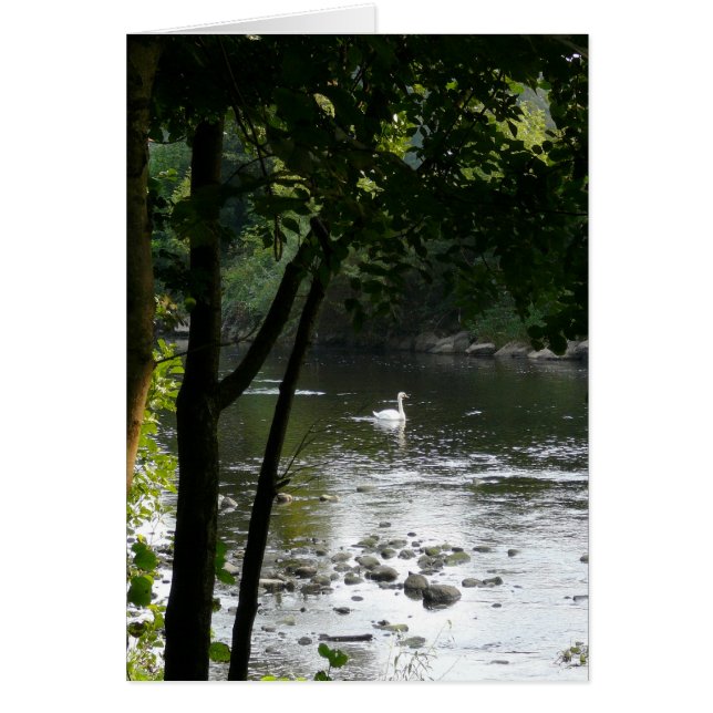 Cartão Cisne na vertical do rio II (Frente)