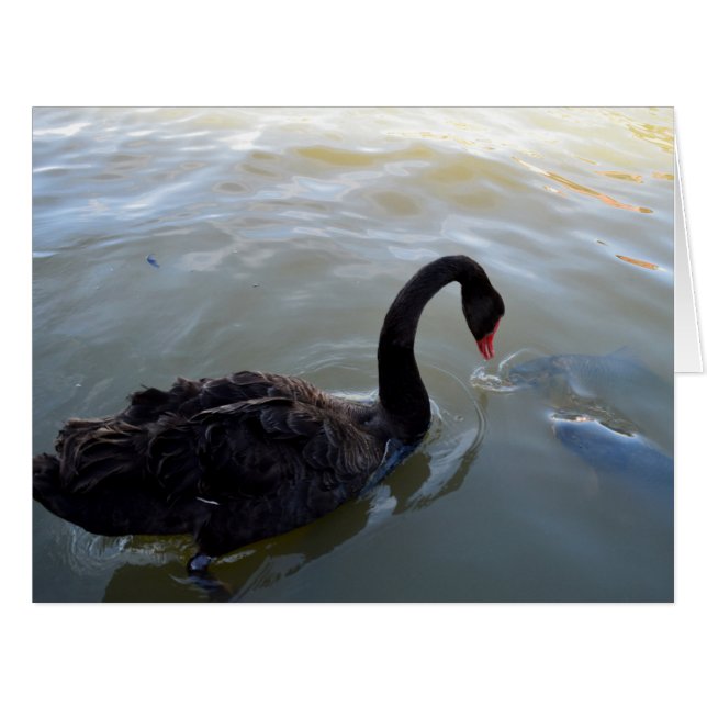 Cartão Cisne Negro Sendo Atacado Por Peixe, (Frente horizontal)