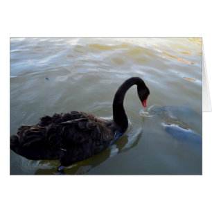 Cartão Cisne Negro Sendo Atacado Por Peixe,