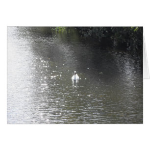 Cartão Cisne no rio