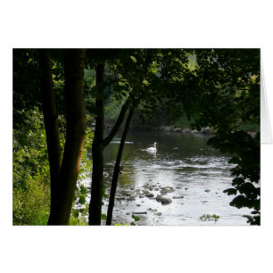 Cartão Cisne no rio II