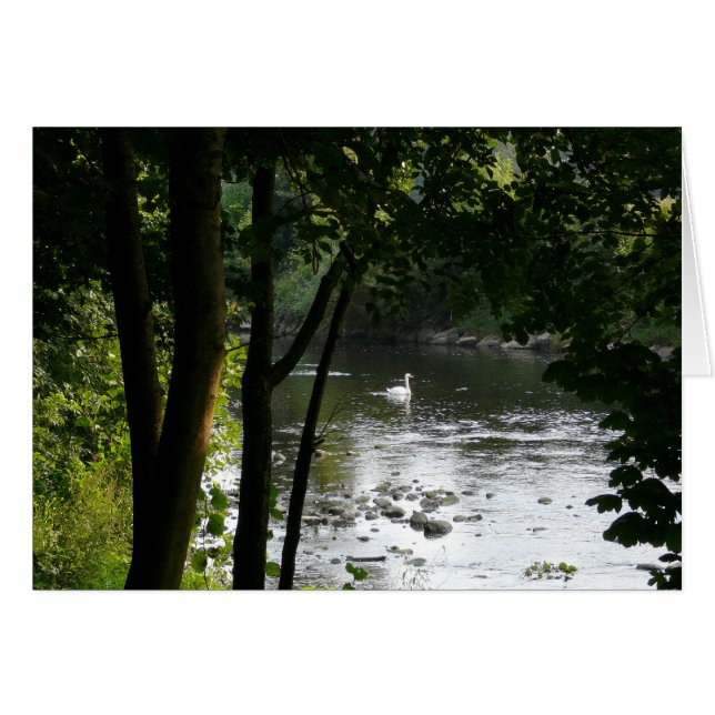 Cartão Cisne no rio II (Frente Horizontal)