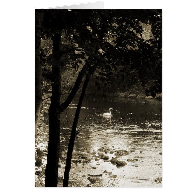 Cartão Cisne no rio - Vertical. (Frente)