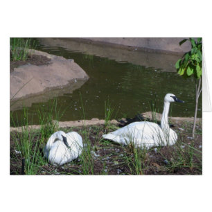 Cartão Cisnes