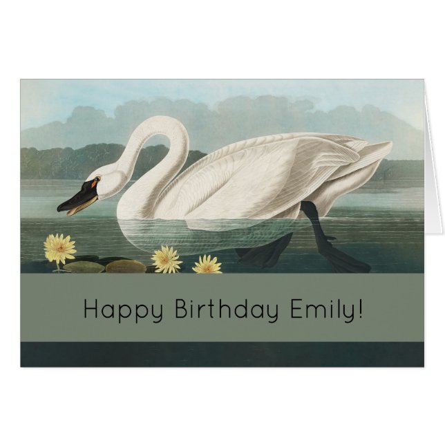 Cartão cisnes brancas de pássaro de audubon do cisne (Frente Horizontal)