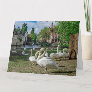 Cartão Cisnes brancas no centro de Bruges