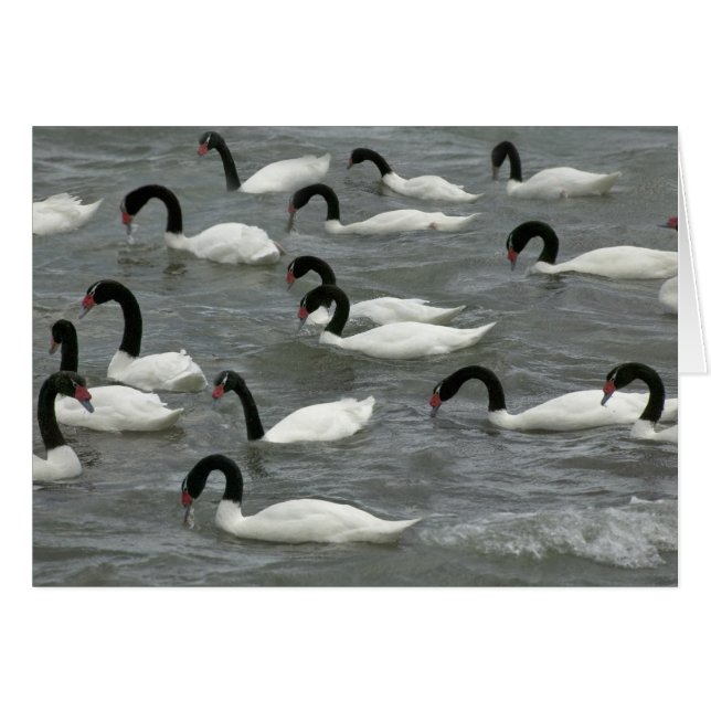 Cartão Cisnes de pescoço preto (Cygnus melancoryphus) (Frente Horizontal)