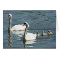 Cisnes E Patos De Muda