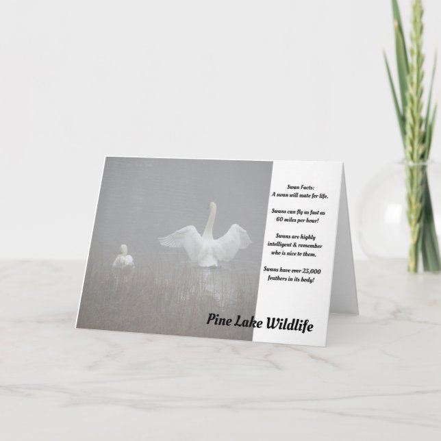 Cartão Cisnes no lago Pine (Frente)