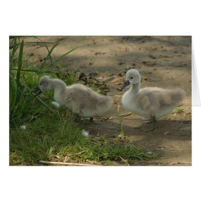 Cartão cisnes para bebês (Frente Horizontal)