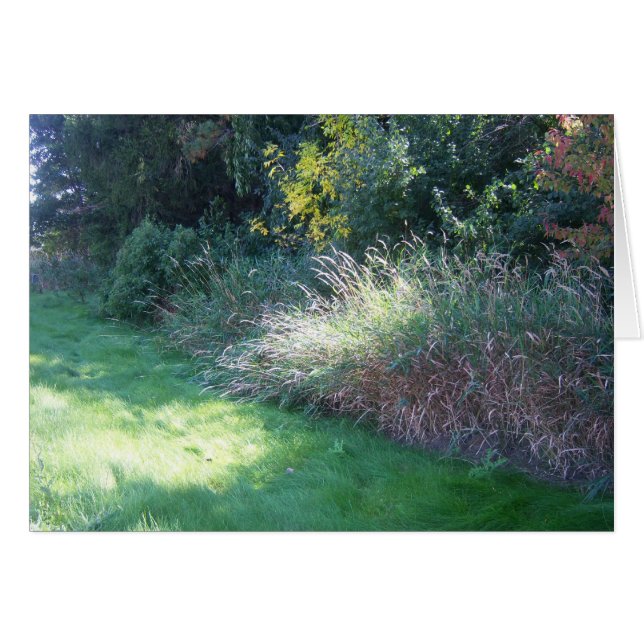 Cartão claro do verão (Frente Horizontal)