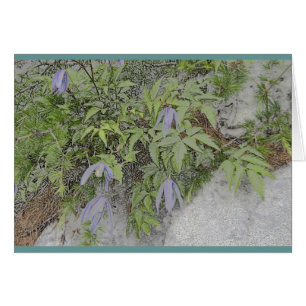 Cartão Clematis alpino