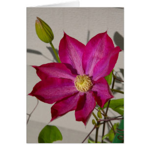 Cartão Clematis magenta