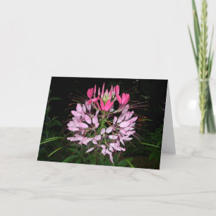 Cartão Cleome
