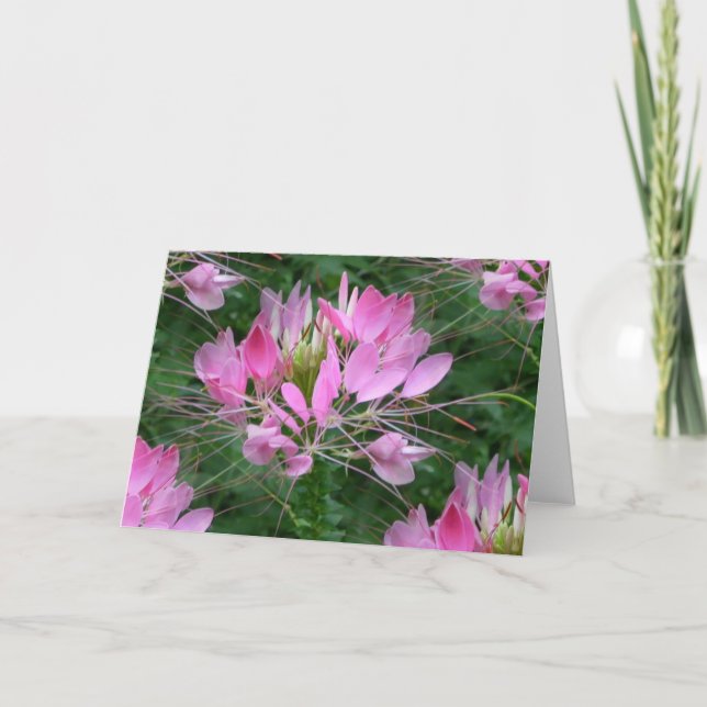 Cartão Cleome (Frente)