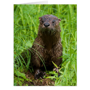Cartão Clever River Otter