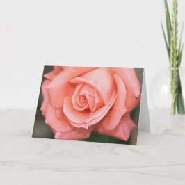Cartão Climbing America Rose Note Card