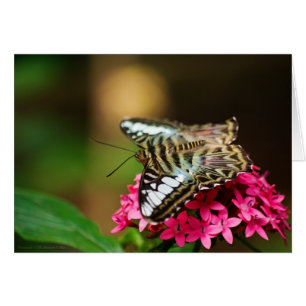 Cartão Clipper na placa Pentas 3