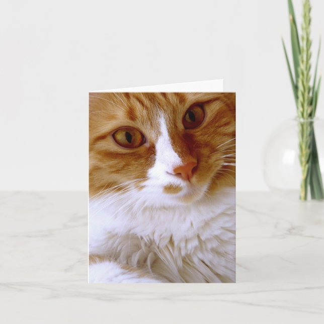 Cartão Close Up Cat Blank Note Card (Frente)