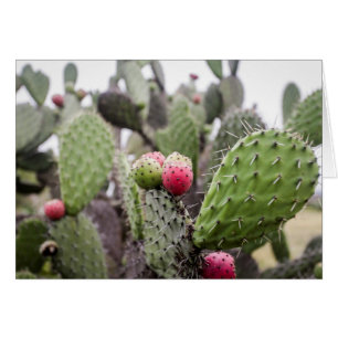 Cartão Close Up De Cactus Pera Espinhosa