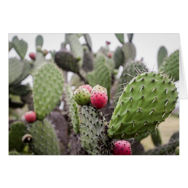 Cartão Close Up De Cactus Pera Espinhosa (Frente Horizontal)