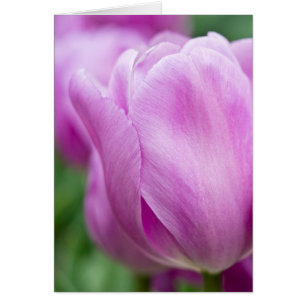 Cartão Close-up de tulipa