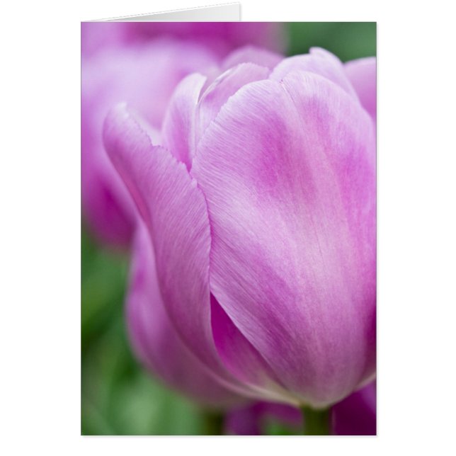 Cartão Close-up de tulipa (Frente)