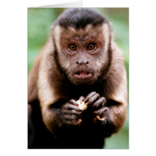 Cartão Close-up de um macaco capuchinho de cabeça preta