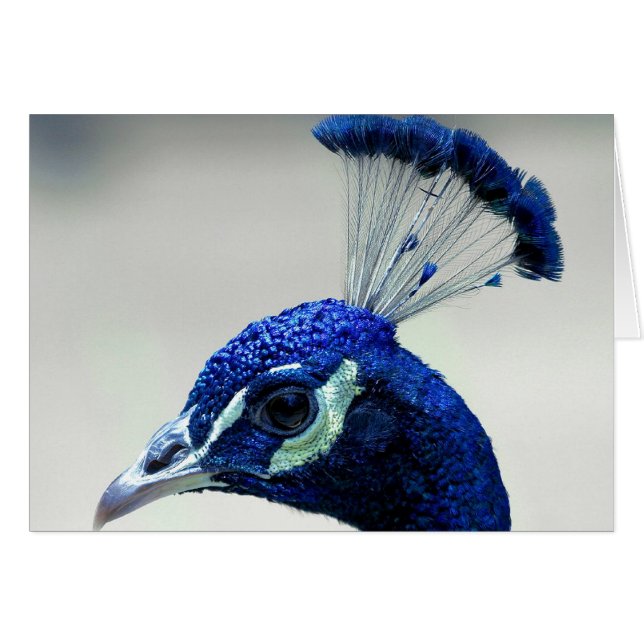 Cartão Close up do pavão (Frente Horizontal)