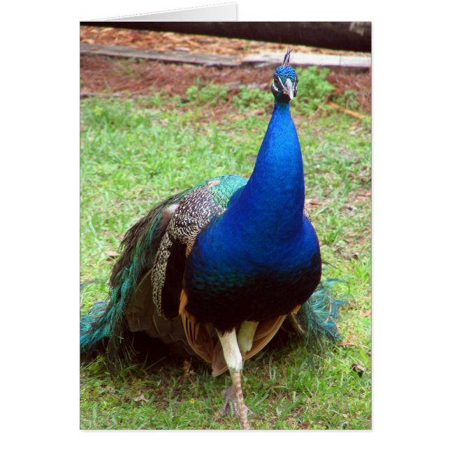 Cartão Close up do pavão (Frente)