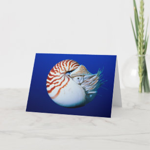 Cartão Close-Up Of Chambered Nautilus