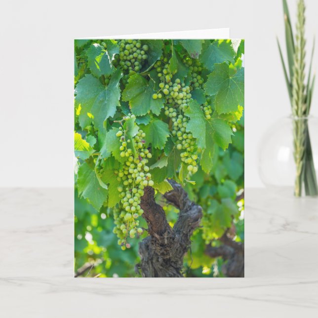 Cartão Close Up Of Maturing Grapes (Frente)