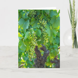 Cartão Close Up Of Maturing Grapes