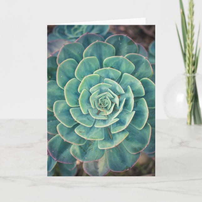 Cartão Close-up Succulent (Frente)