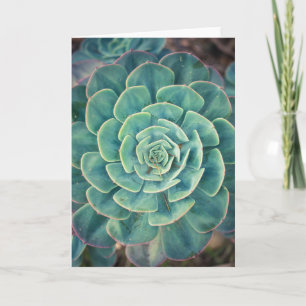 Cartão Close-up Succulent