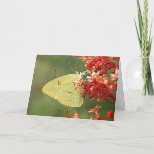 Cartão Cloudless Sulphur Butterfly Note Card (Frente)