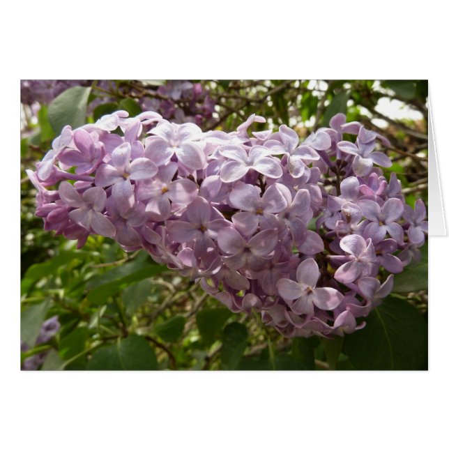 Cartão Cluster de Lilac Blossoms Primavera Floral (Frente Horizontal)