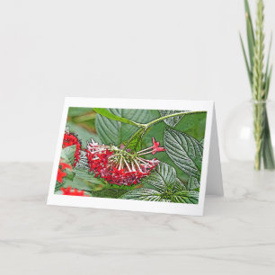CARTÃO CLUSTER DE PENTAS VERMELHAS LANCEOLATA/FLOR ESTREL