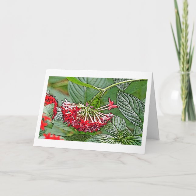 CARTÃO CLUSTER DE PENTAS VERMELHAS LANCEOLATA/FLOR ESTREL (Frente)