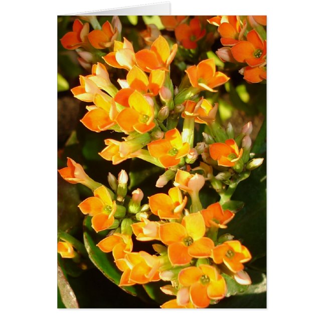 Cartão Clusters de laranja (Frente)