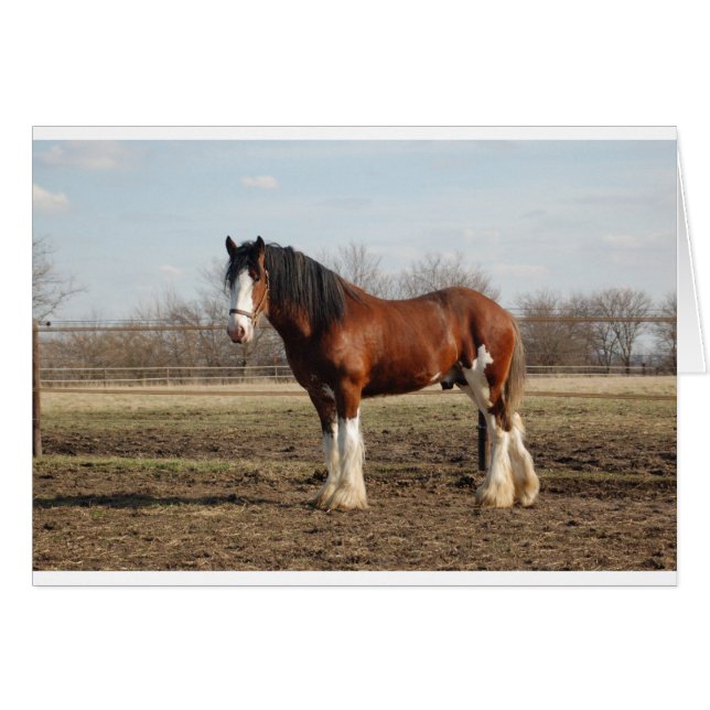 Cartão clydesdale (Frente Horizontal)