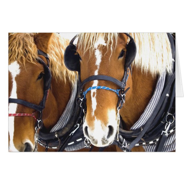 Cartão Clydesdale Draft Horses (Frente Horizontal)