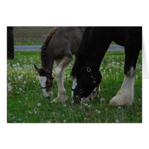 Cartão Clydesdale Mare & Colt