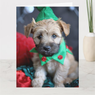 Cartão Coado Suave Wheaten Terrier Elf