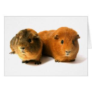 Cartão cobaia dois bonita