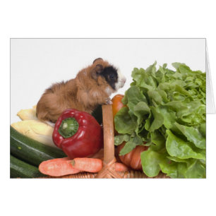 Cartão cobaia num cesto de vegetais
